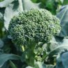 Broccoli-central-flower-head